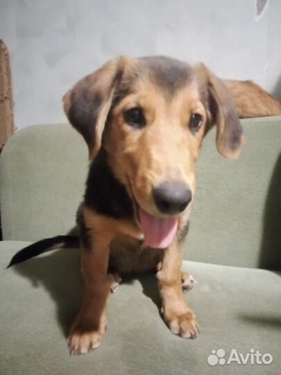 Собака в добрые руки щенок