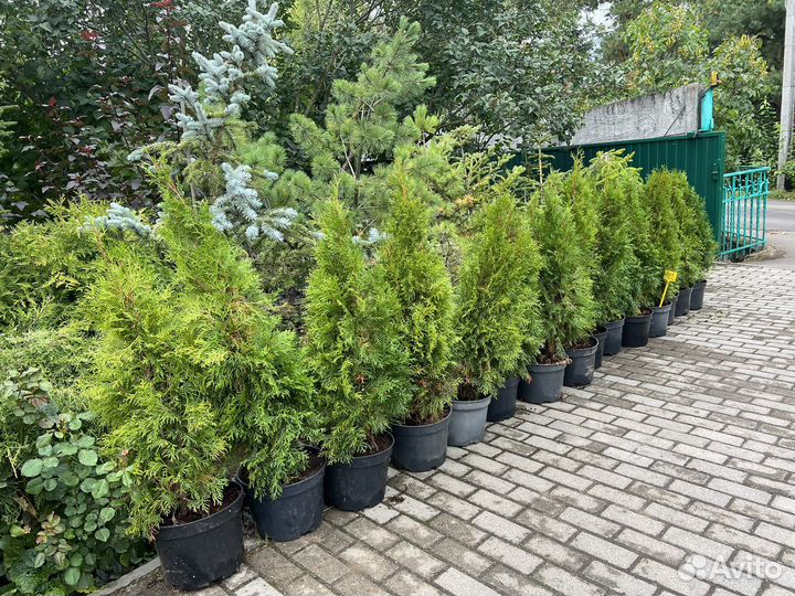 Туя смарагд