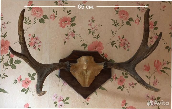 Продам рога оленя