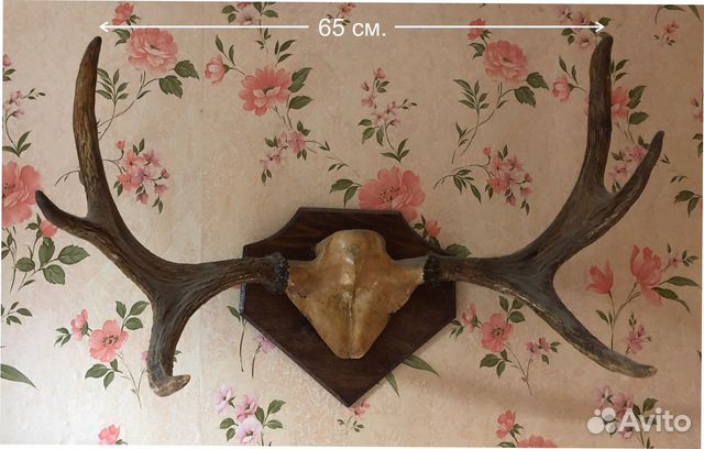 Продам рога оленя