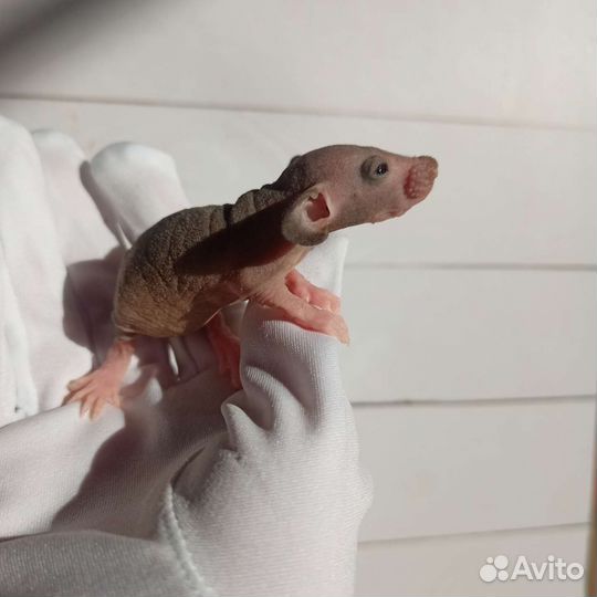 Крысята сфинкс/ лысая крыса
