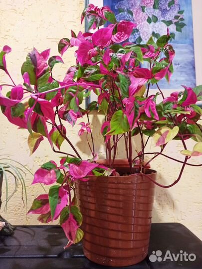 Комнатные растения