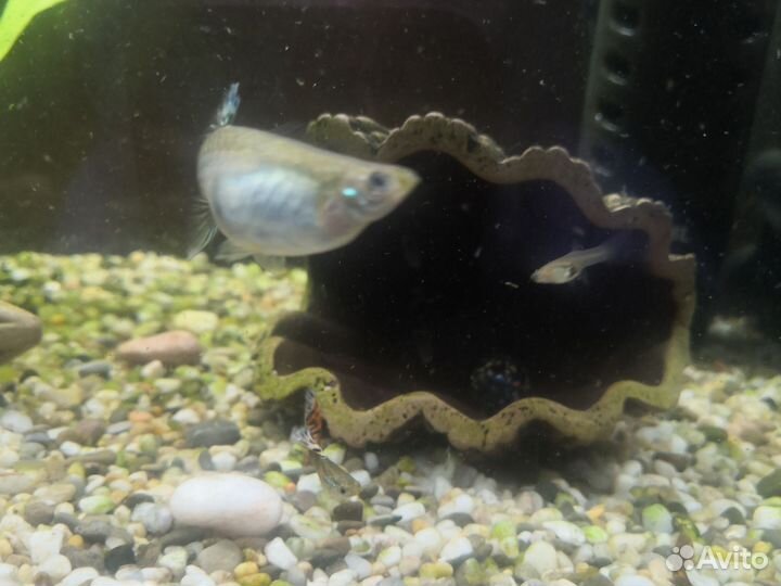 Аквариумные рыбки