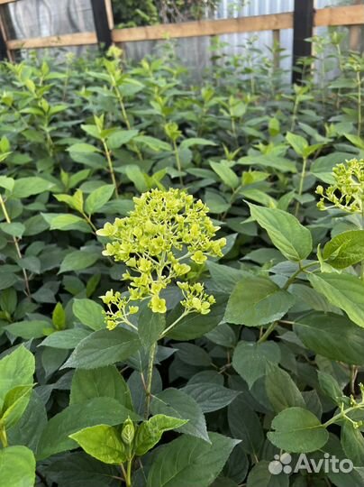 Гортензия лайм лайт