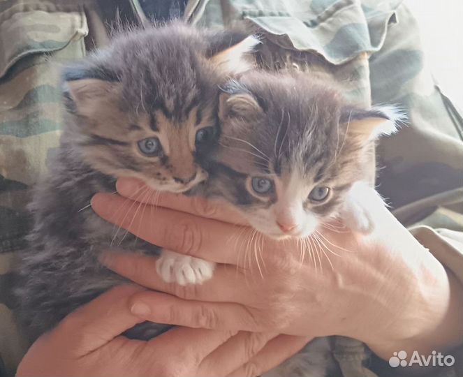 Сибирские котята
