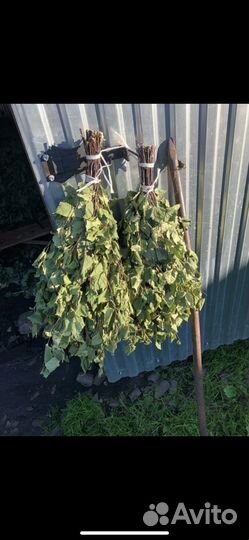 Березовые веники