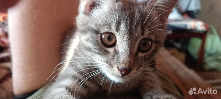 Котёнок девочка