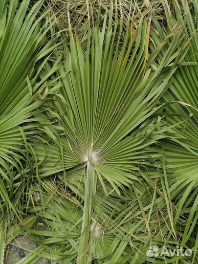 Листья пальмы Вашингтонии