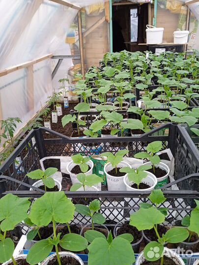 Рассада огурцов