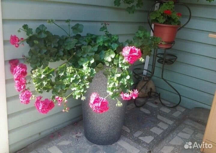 Комнатные растения цветы