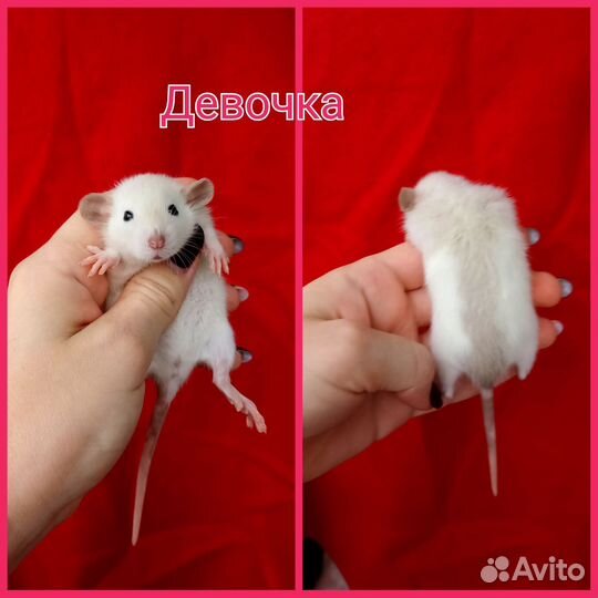 Крыса дамбо