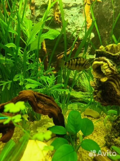 Цихлазома чернополосая