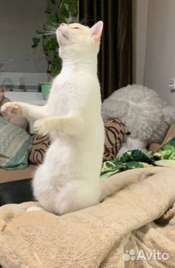 Отдам кота в добрые руки