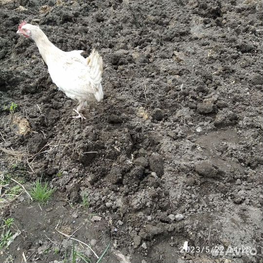 Петухи на племя