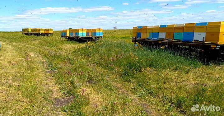 Опыление пчелами на 2024 год