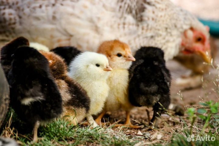 Цыплята суточные кур несушек