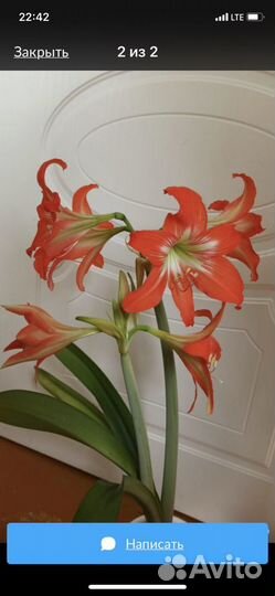 Гиппиаструм