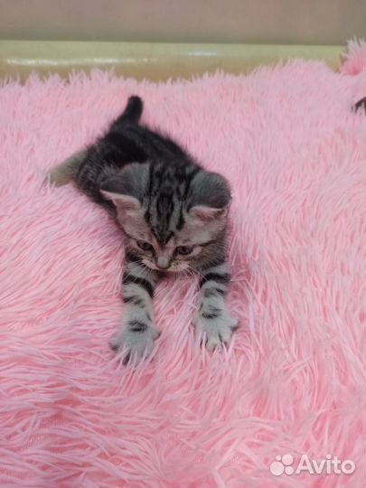 Шотландские котята