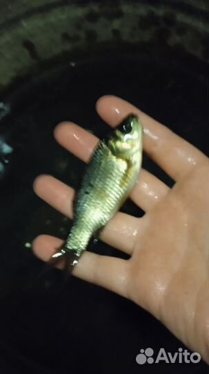 Живец карась