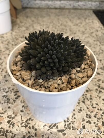 Кактусы и суккуленты