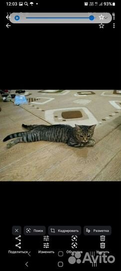 Кошечка Алиса в добрые руки