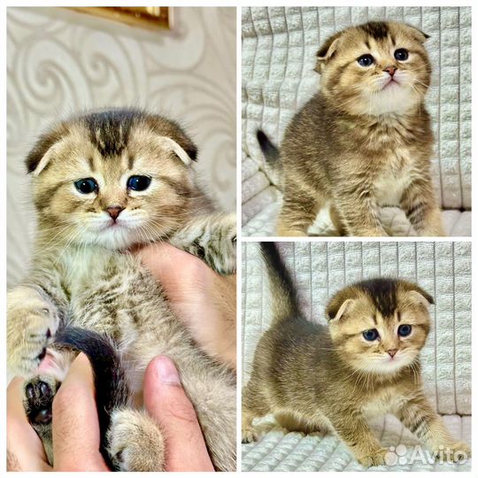 Шотландские вислоухие и прямоухие котята