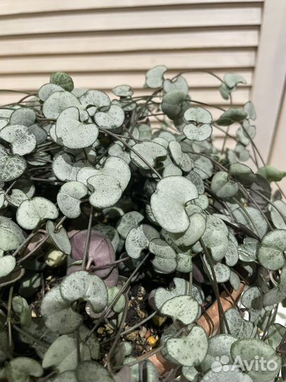 Церопегия сильвер глори. Церопегия вариегатная