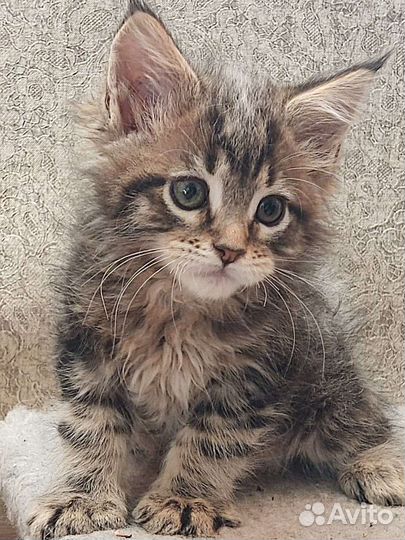 Котята мейн-кун