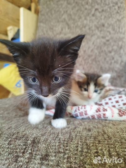 Раздаем Котят