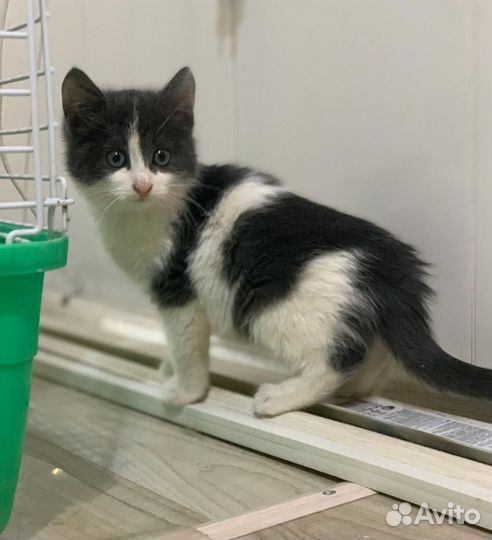 Котенок мальчик