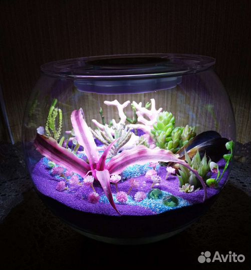 Флорариум роскошный с футбольный мяч