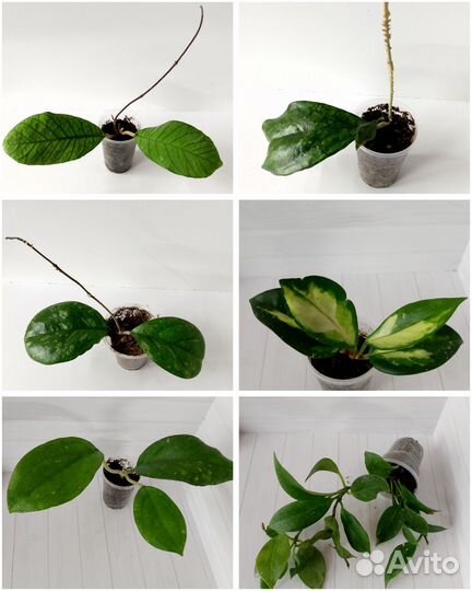 Хойи укорененные