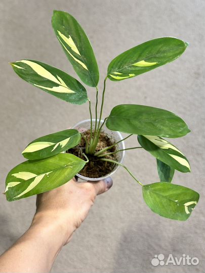 Калатея лубберса