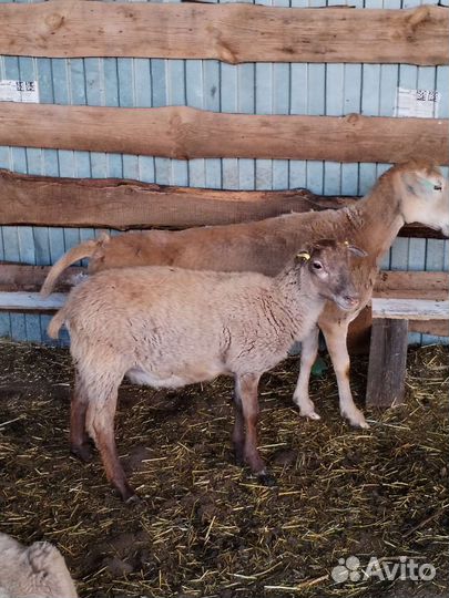 Катумский баран