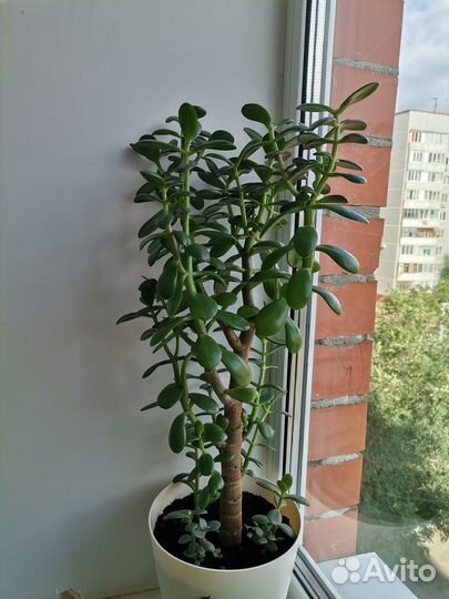 Цветок комнатный Денежное дерево 55 см