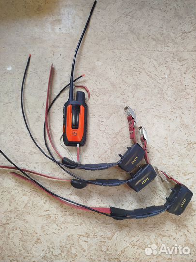 Garmin alpha 200 америка. Три ошейника