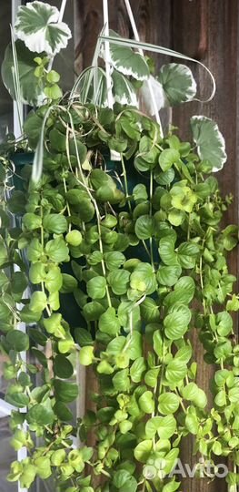 Многолетники для сада