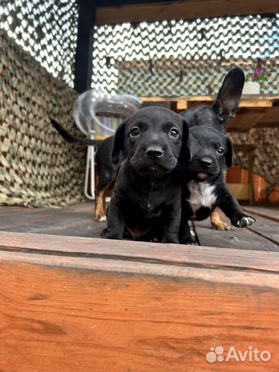 Щенки таксы