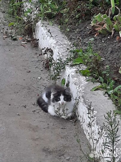 Котята ищут дом