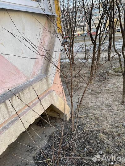 Вишня дерево