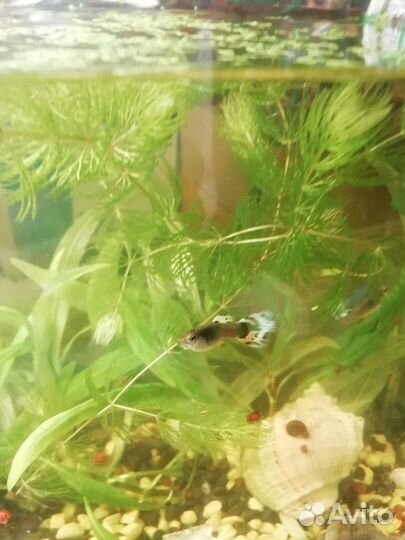 Рыба гуппи