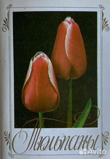 Коллекционные открытки « Тюльпаны»