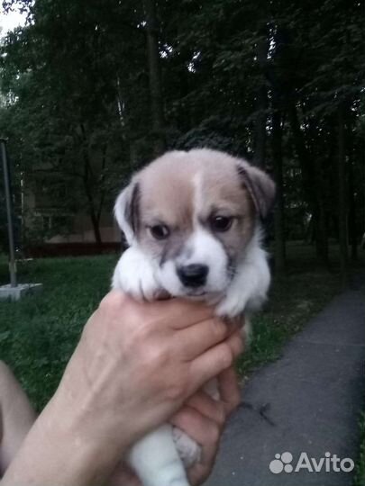 Щенки Джек Рассел Терьер