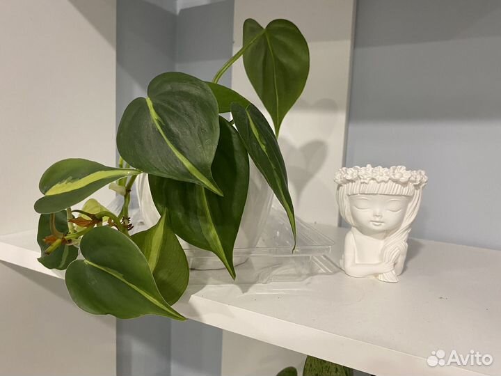 Филодендроны