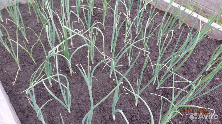 Лук шалот (семейка) семена 150 шт