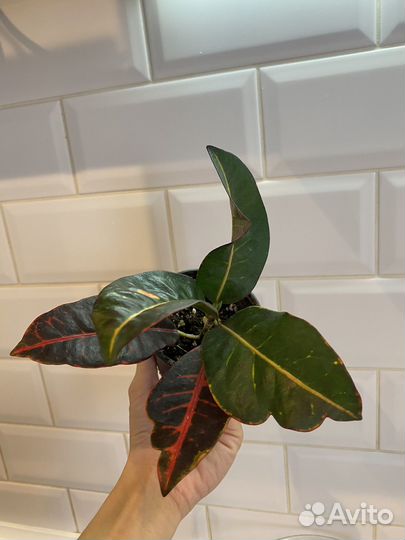 Кротон петра