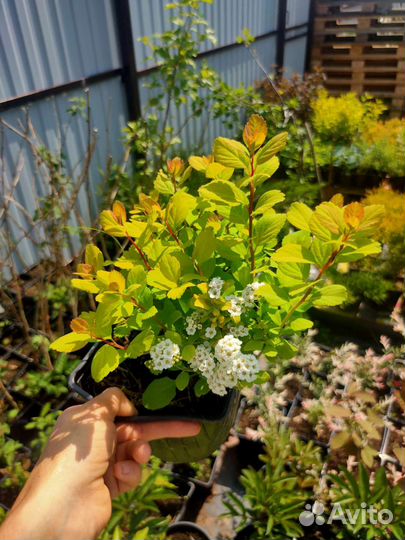 Спирея Тор Голд