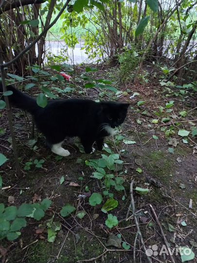 Кошка выброшена на улицу