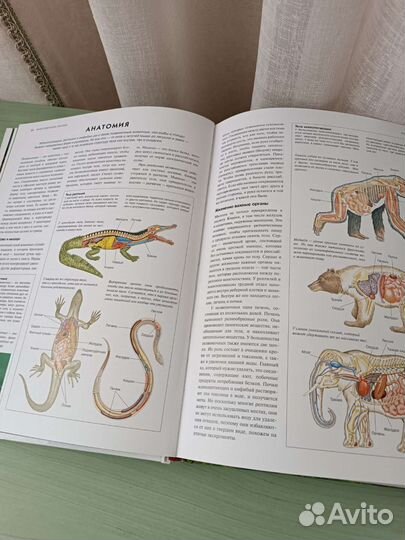 Детская энциклопедия 