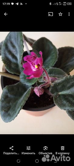 Цветущие фиалки